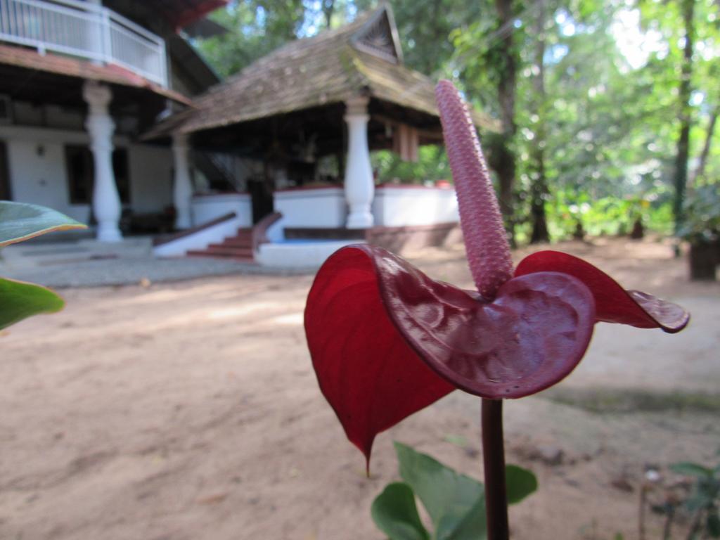 Villa Marari Dreamz Alappuzha Exterior foto